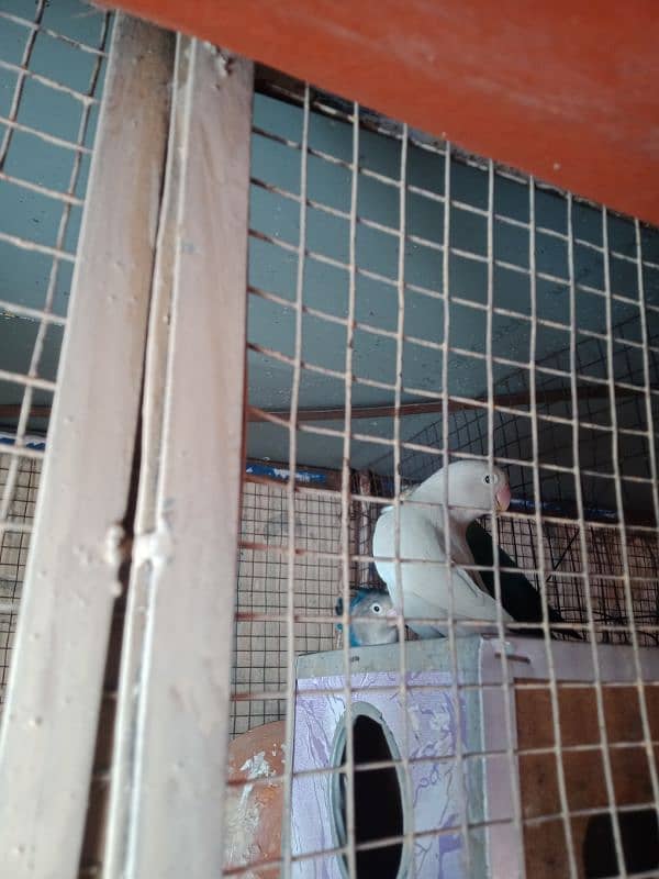 love birds for sale active birds two pairs for sale 0