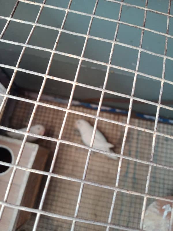 love birds for sale active birds two pairs for sale 1