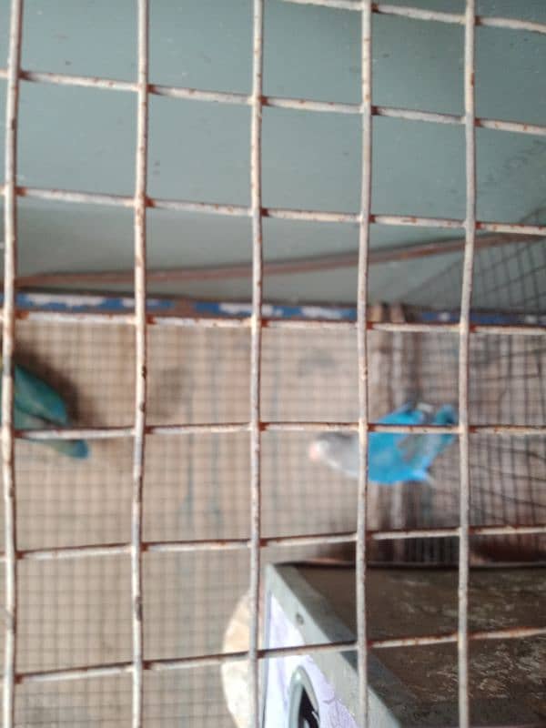 love birds for sale active birds two pairs for sale 2