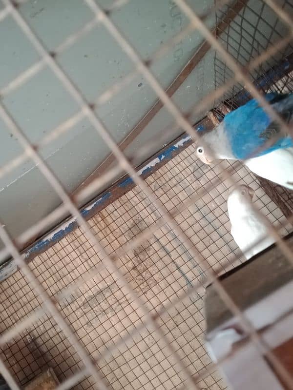 love birds for sale active birds two pairs for sale 4