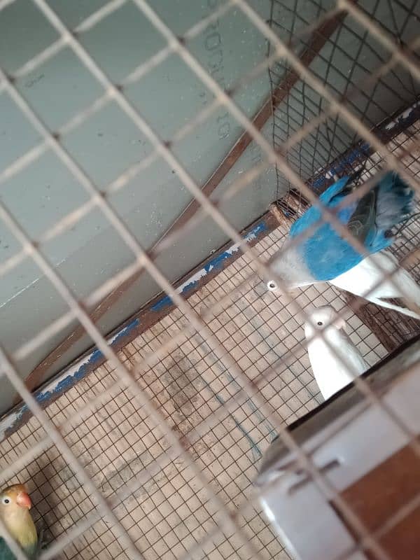 love birds for sale active birds two pairs for sale 5