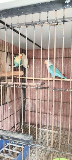 Par Blue, Latino and China dove