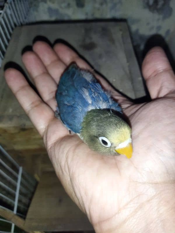 Blue pastel and Parblue possible Ino chicks 0
