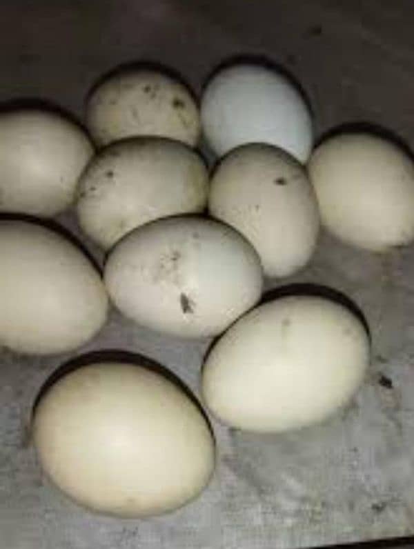 aseel top quality fertile egg 0