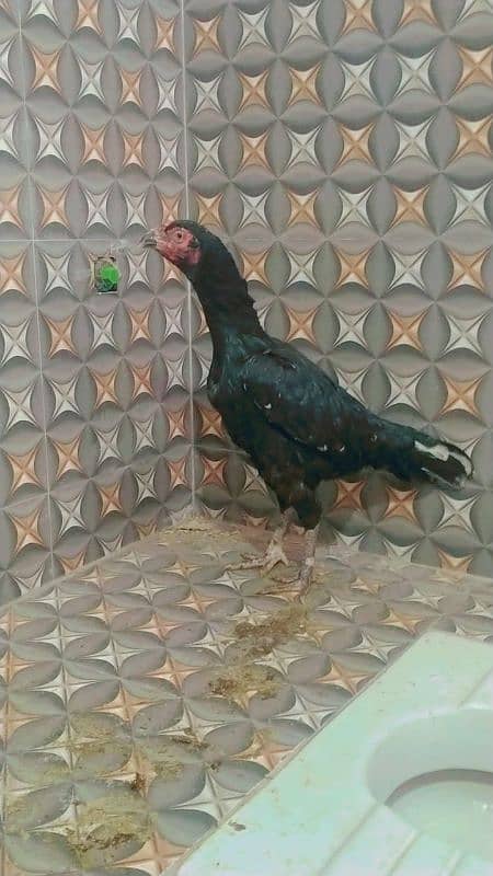aseel top quality fertile egg 1