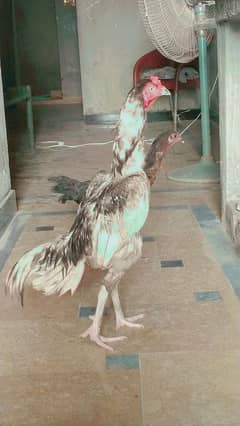 aseel top quality fertile egg