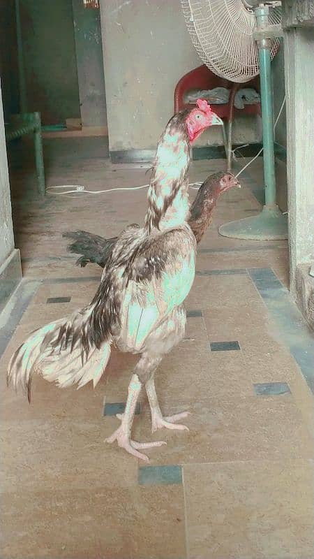aseel top quality fertile egg 2