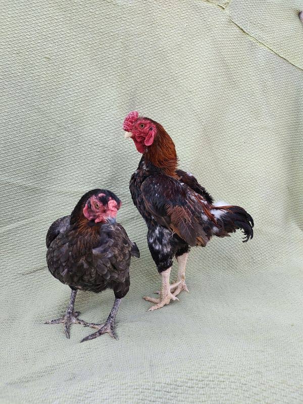 ko Shamu zero size quality Bird available contact. 03004593923 1