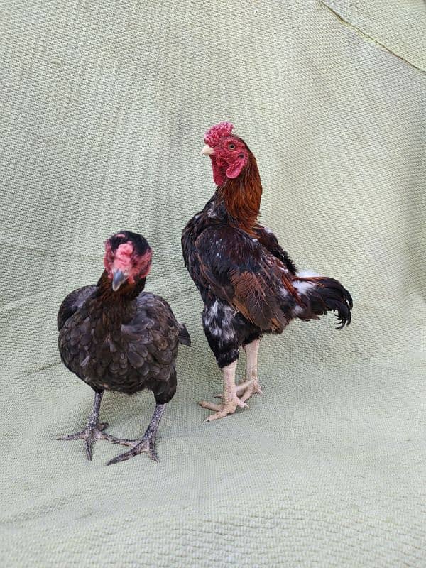 ko Shamu zero size quality Bird available contact. 03004593923 2