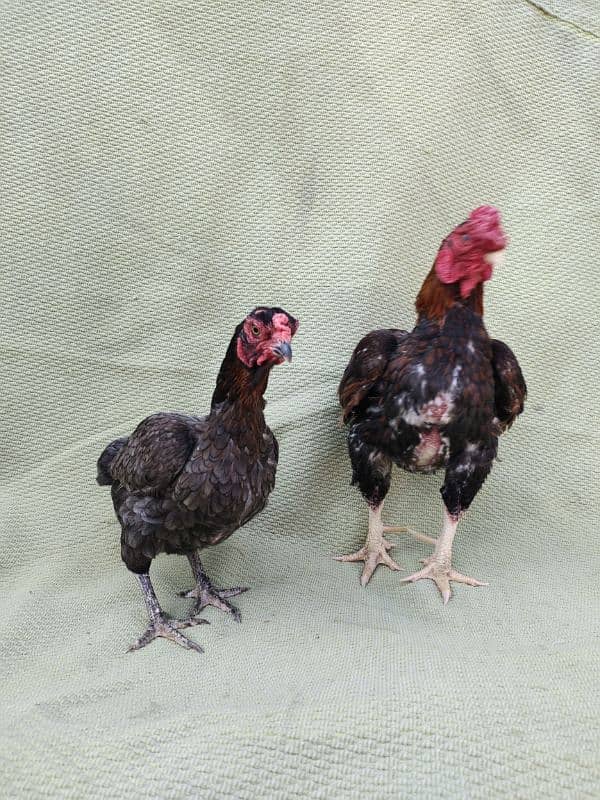 ko Shamu zero size quality Bird available contact. 03004593923 4