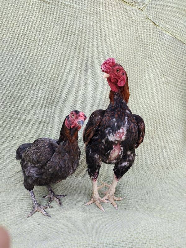 ko Shamu zero size quality Bird available contact. 03004593923 5