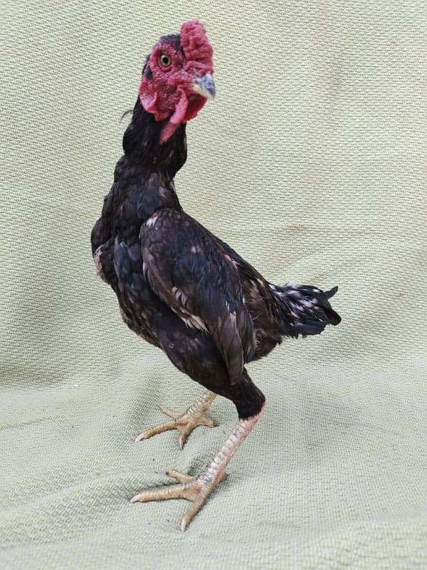 ko Shamu zero size quality Bird available contact. 03004593923 6