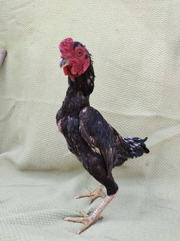 ko Shamu zero size quality Bird available contact. 03004593923 9