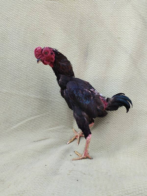 ko Shamu zero size quality Bird available contact. 03004593923 10