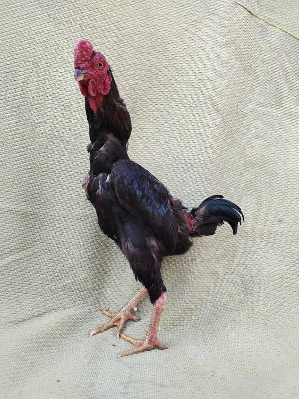 ko Shamu zero size quality Bird available contact. 03004593923 12