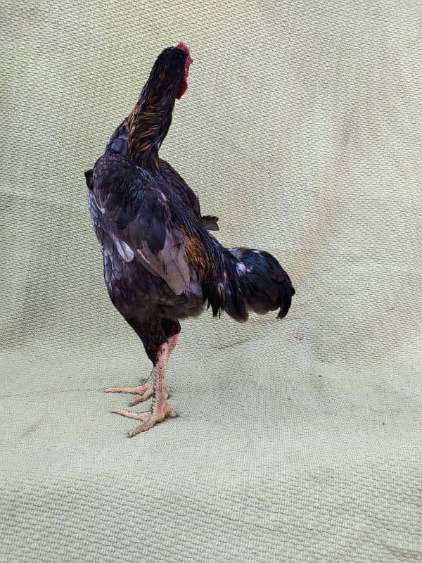 ko Shamu zero size quality Bird available contact. 03004593923 14