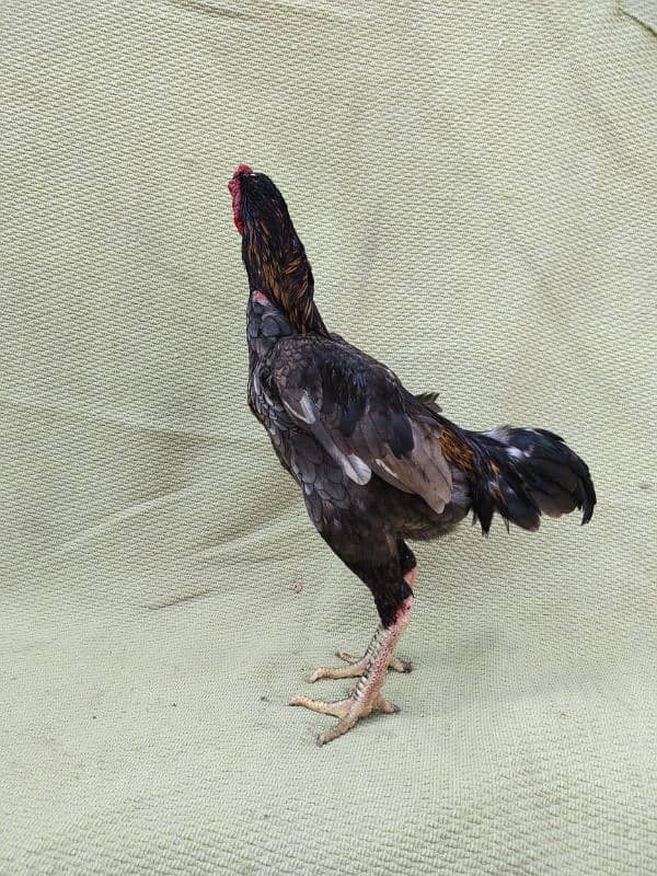 ko Shamu zero size quality Bird available contact. 03004593923 15