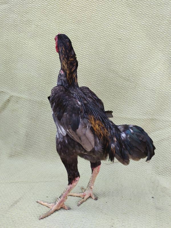 ko Shamu zero size quality Bird available contact. 03004593923 16