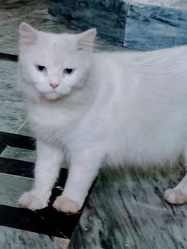 Beautiful Cat (0308/66/72/00/1) 0