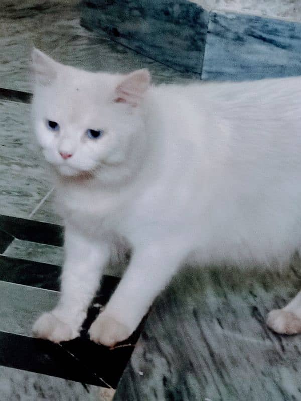 Beautiful Cat (0308/66/72/00/1) 1