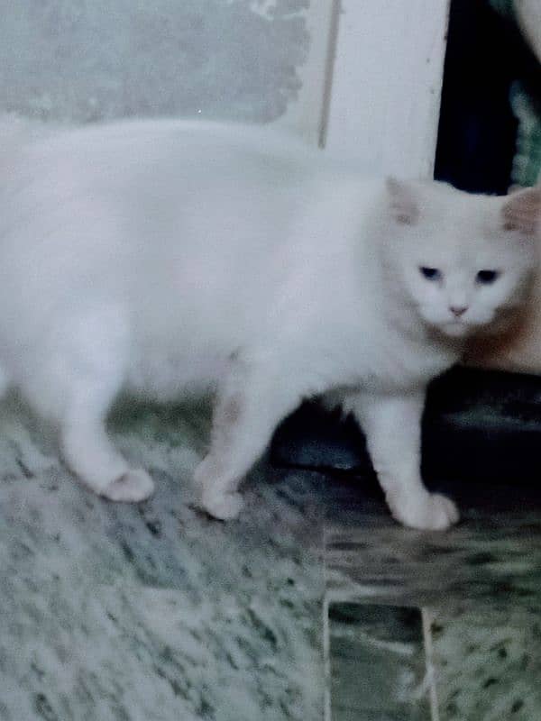 Beautiful Cat (0308/66/72/00/1) 3