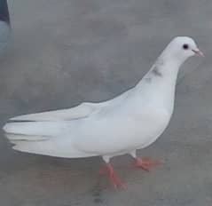 kubatar female Hai udane main bahtreen hai