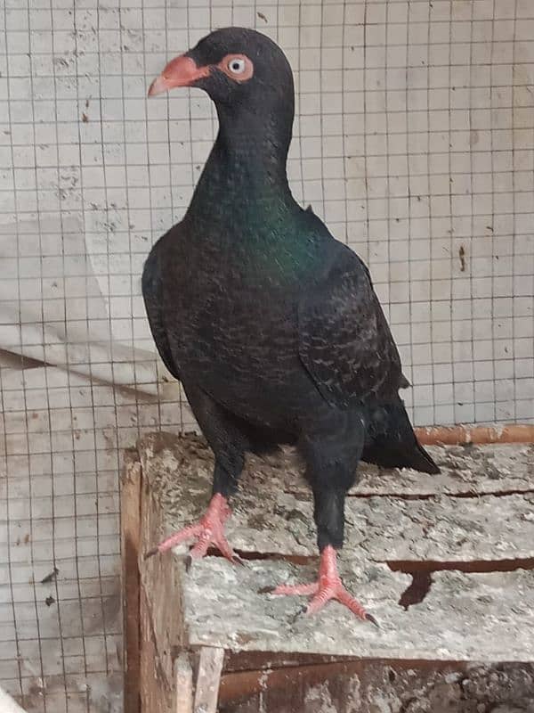 outclass breed danish pure bloodline 0