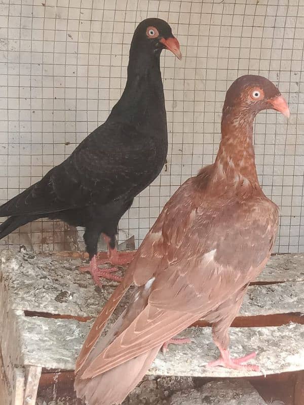 outclass breed danish pure bloodline 1