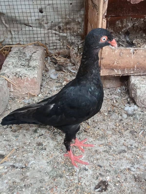 outclass breed danish pure bloodline 2