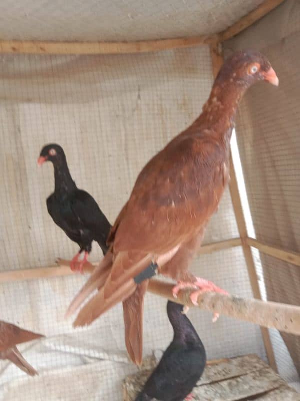 outclass breed danish pure bloodline 3