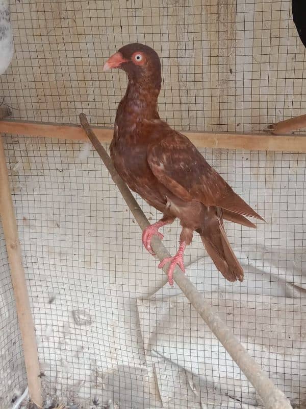 outclass breed danish pure bloodline 5