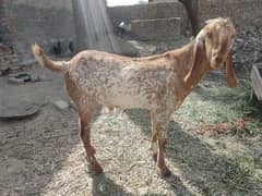 Goat 1year age for breeding