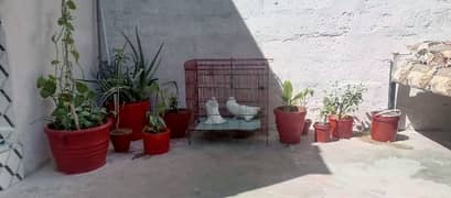 laka