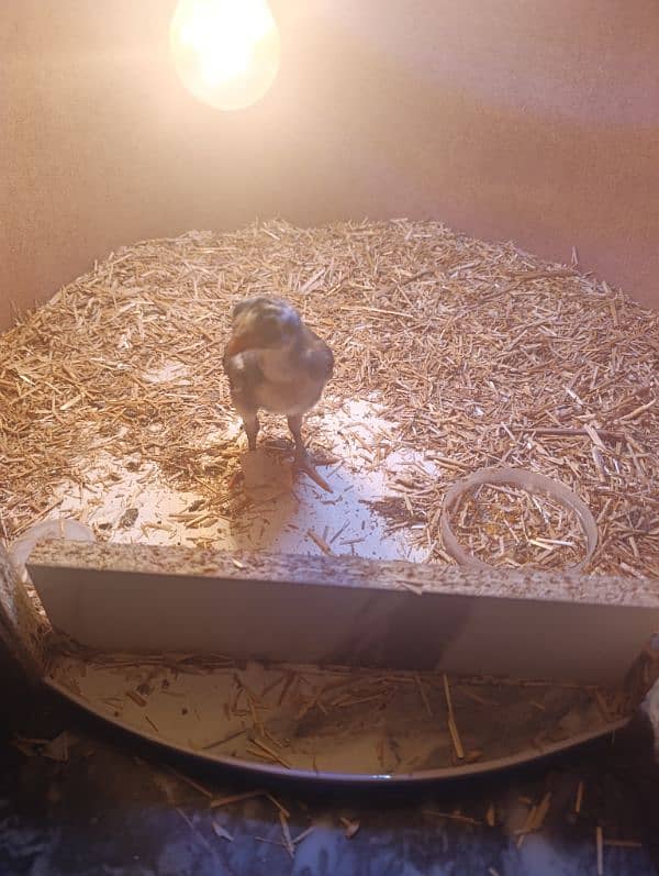 Incubator 2