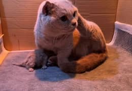 AUTHENTIC BRITISH SHORTHAIR,ALL DOCUMENTS AVAILABLE,WITH DELIVERY
