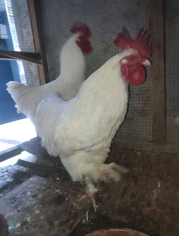 white buff male 0