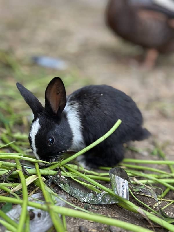 cute rabbits 0