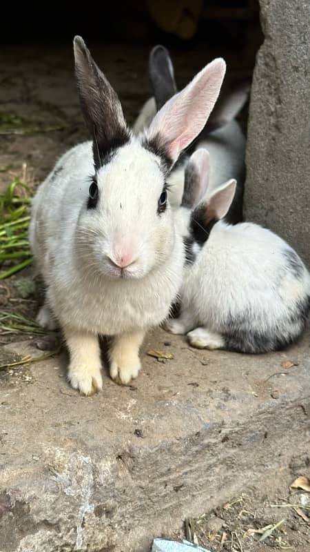 cute rabbits 5