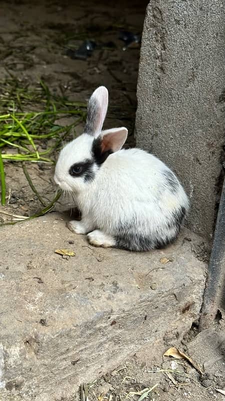 cute rabbits 6