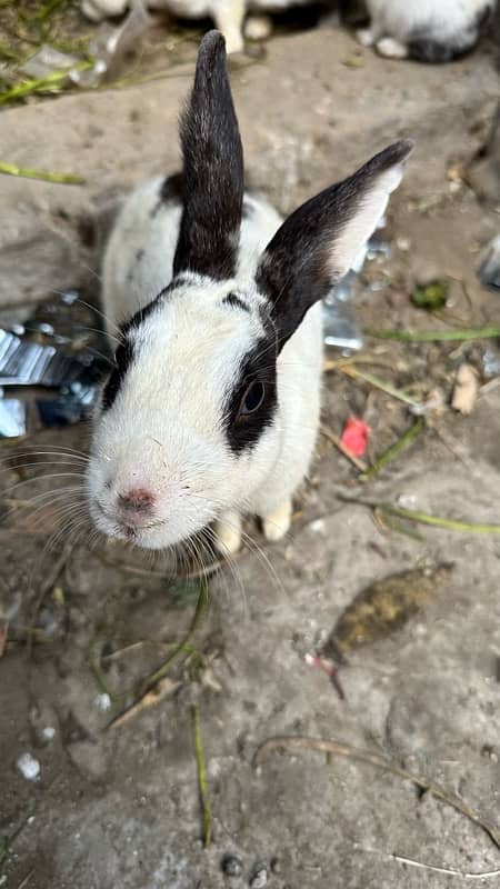 cute rabbits 7