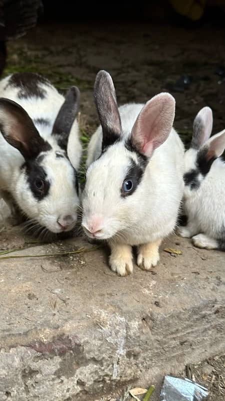 cute rabbits 8