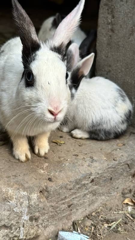 cute rabbits 9