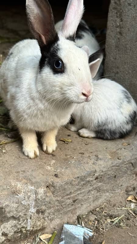 cute rabbits 10