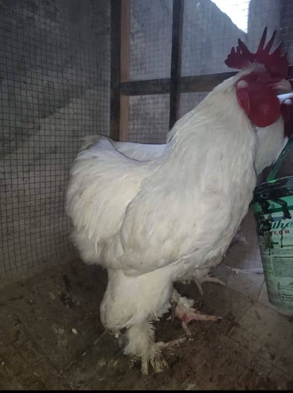 white buff male 1