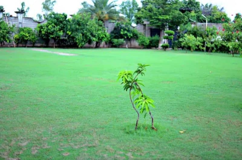 A beautiful Farm House available for Rent 5