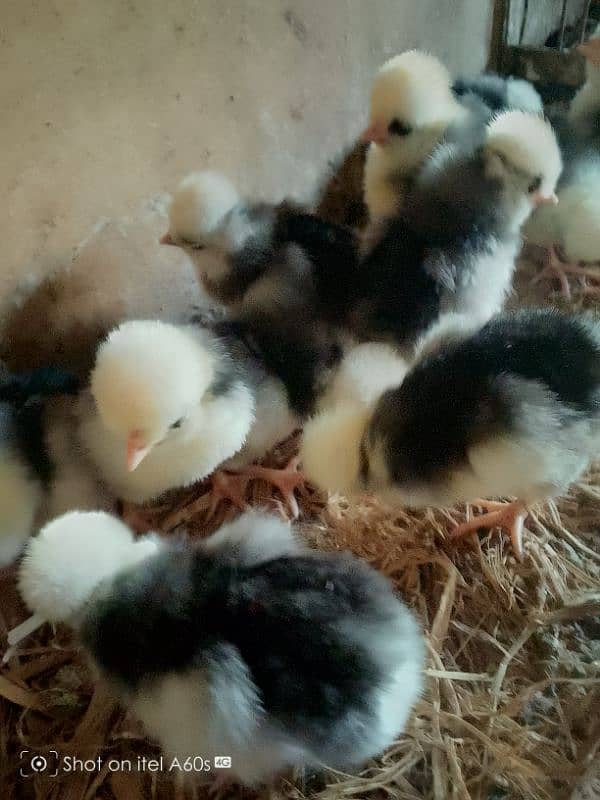 black polish chicks  age 15 days 0