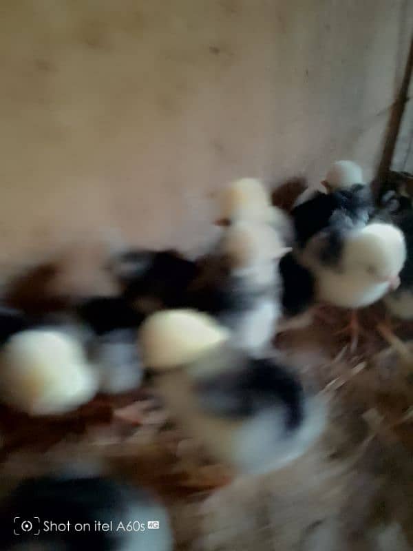 black polish chicks  age 15 days 1