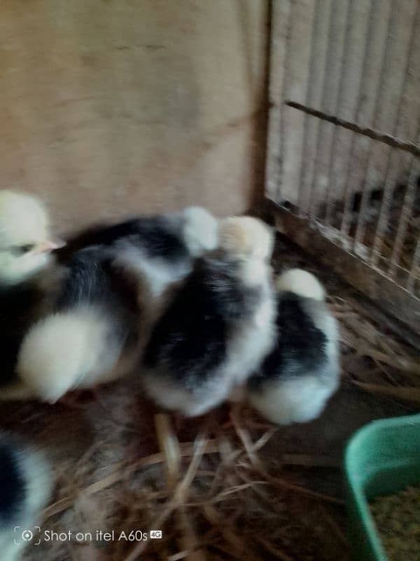 black polish chicks  age 15 days 2