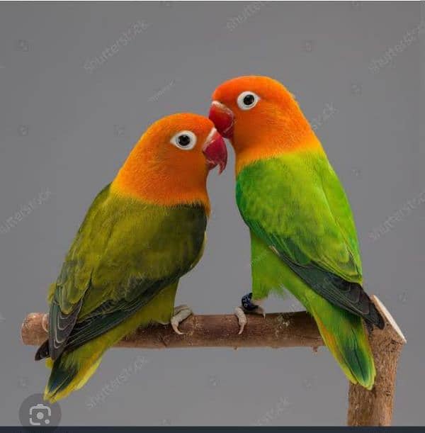 Albino Red Eyes Grunted Breeder Or Fertile Pairs 5