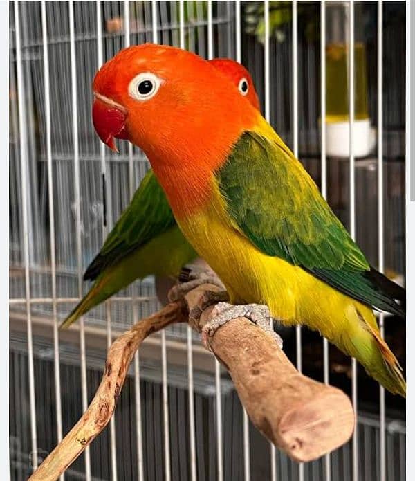 Albino Red Eyes Grunted Breeder Or Fertile Pairs 6